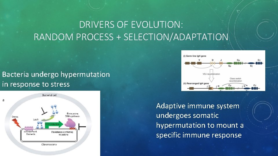 DRIVERS OF EVOLUTION: RANDOM PROCESS + SELECTION/ADAPTATION Bacteria undergo hypermutation in response to stress