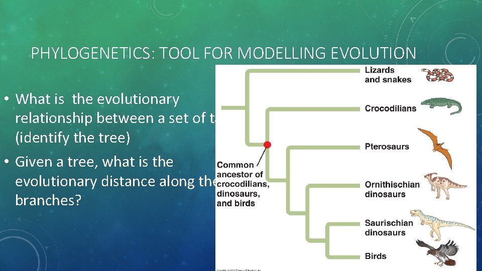 PHYLOGENETICS: TOOL FOR MODELLING EVOLUTION • What is the evolutionary relationship between a set