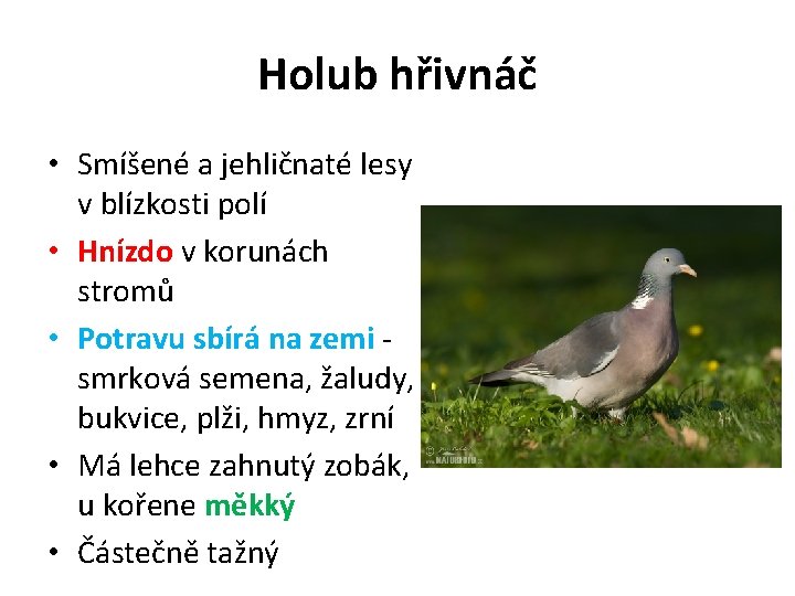 Holub hřivnáč • Smíšené a jehličnaté lesy v blízkosti polí • Hnízdo v korunách