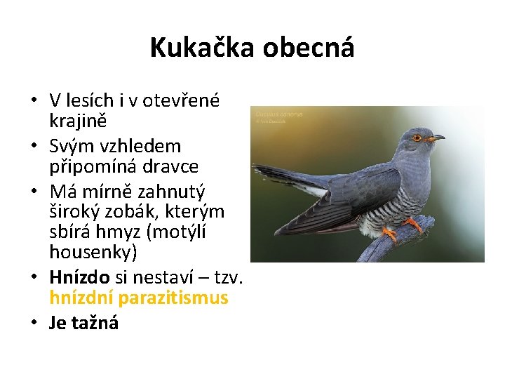 Kukačka obecná • V lesích i v otevřené krajině • Svým vzhledem připomíná dravce