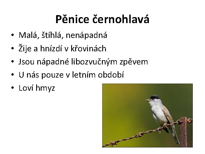 Pěnice černohlavá • • • Malá, štíhlá, nenápadná Žije a hnízdí v křovinách Jsou