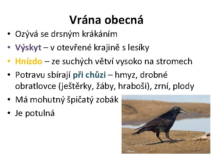 Vrána obecná Ozývá se drsným krákáním Výskyt – v otevřené krajině s lesíky Hnízdo