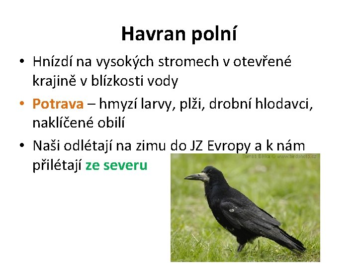 Havran polní • Hnízdí na vysokých stromech v otevřené krajině v blízkosti vody •