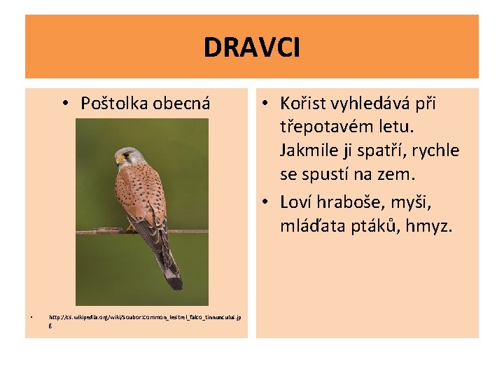 DRAVCI • Poštolka obecná • http: //cs. wikipedia. org/wiki/Soubor: Common_kestrel_falco_tinnunculus. jp g • Kořist