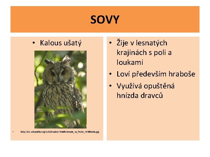 SOVY • Kalous ušatý • http: //cs. wikipedia. org/wiki/Soubor: Waldohreule_in_freier_Wildbahn. jpg • Žije v