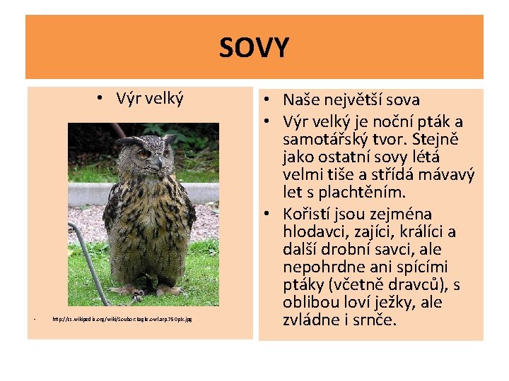 SOVY • Výr velký • http: //cs. wikipedia. org/wiki/Soubor: Eagle. owl. arp. 750 pix.