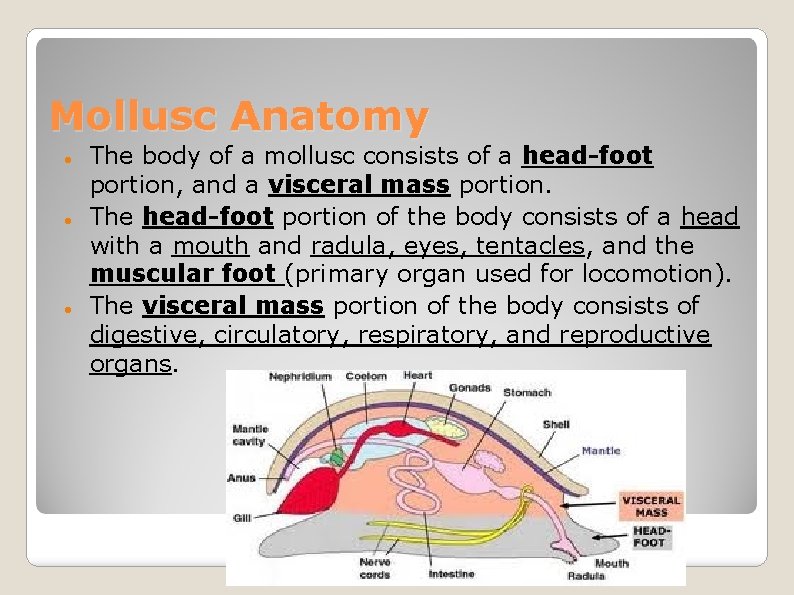 Mollusc Anatomy The body of a mollusc consists of a head-foot portion, and a