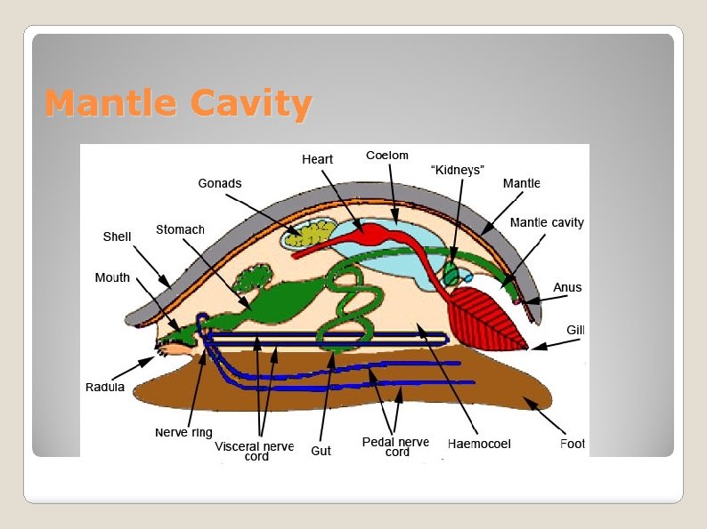 Mantle Cavity 