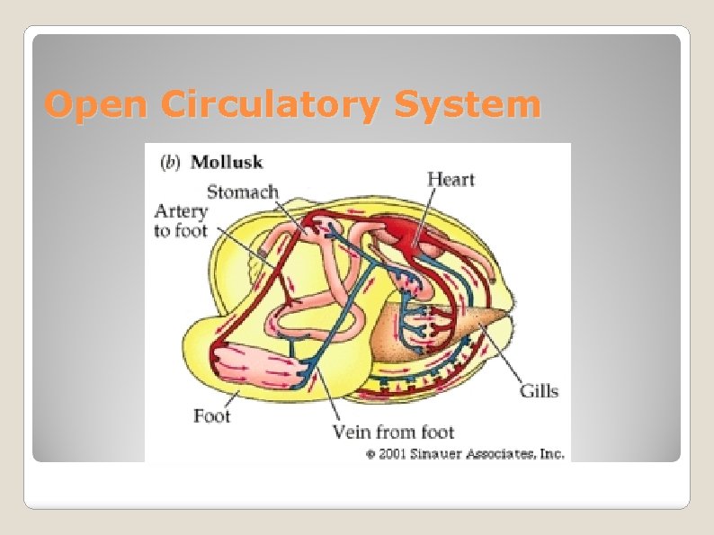 Open Circulatory System 