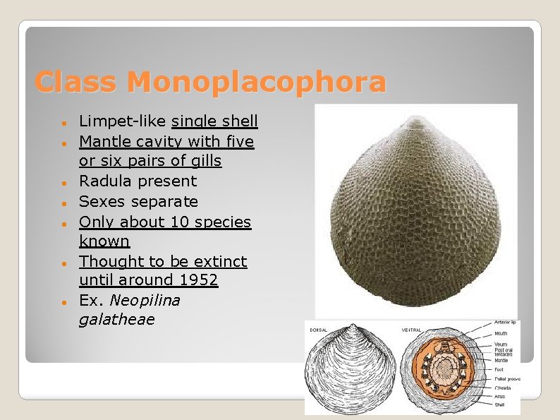 Class Monoplacophora Limpet-like single shell Mantle cavity with five or six pairs of gills