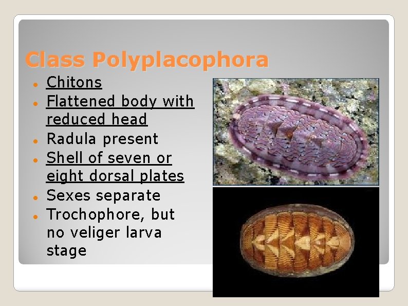 Class Polyplacophora Chitons Flattened body with reduced head Radula present Shell of seven or