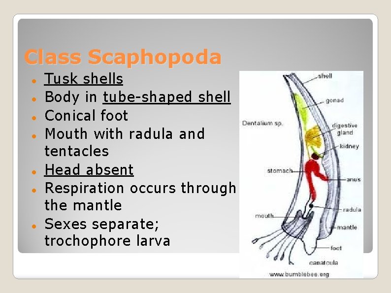 Class Scaphopoda Tusk shells Body in tube-shaped shell Conical foot Mouth with radula and