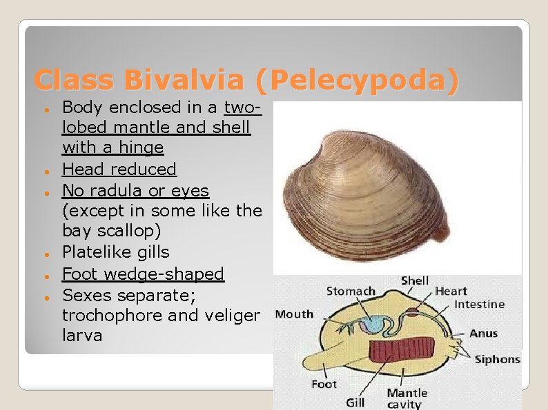 Class Bivalvia (Pelecypoda) Body enclosed in a twolobed mantle and shell with a hinge