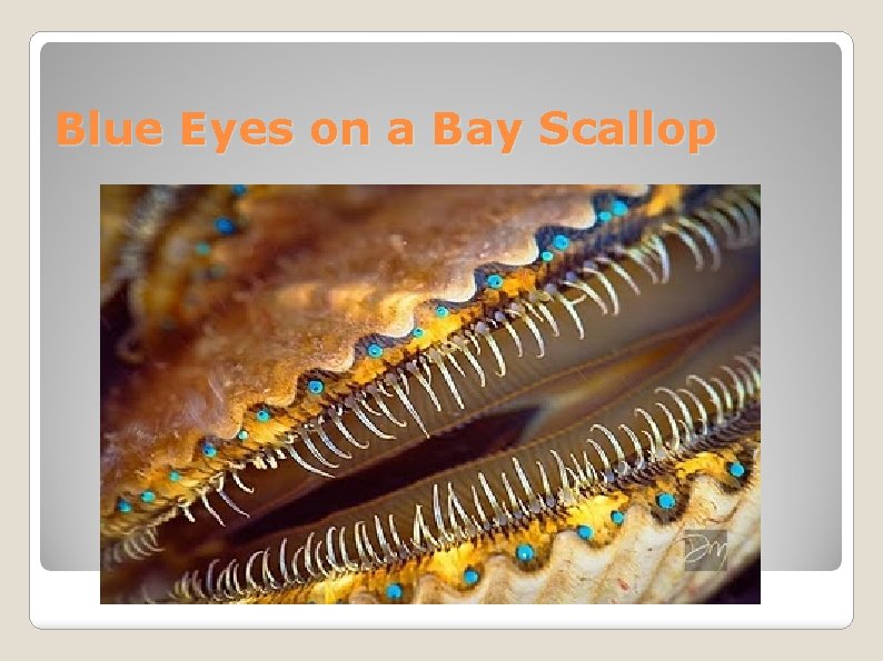 Blue Eyes on a Bay Scallop 