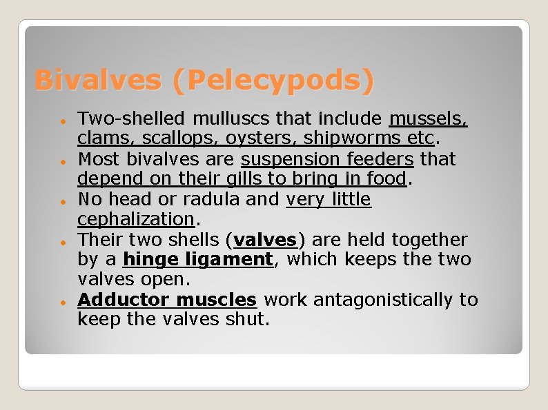 Bivalves (Pelecypods) Two-shelled mulluscs that include mussels, clams, scallops, oysters, shipworms etc. Most bivalves