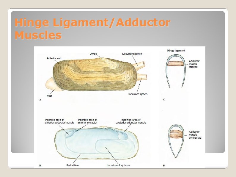 Hinge Ligament/Adductor Muscles 