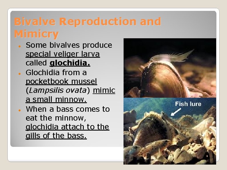 Bivalve Reproduction and Mimicry Some bivalves produce special veliger larva called glochidia. Glochidia from
