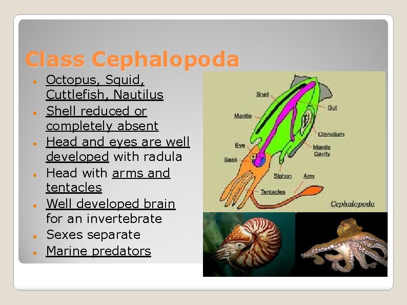 Class Cephalopoda Octopus, Squid, Cuttlefish, Nautilus Shell reduced or completely absent Head and eyes