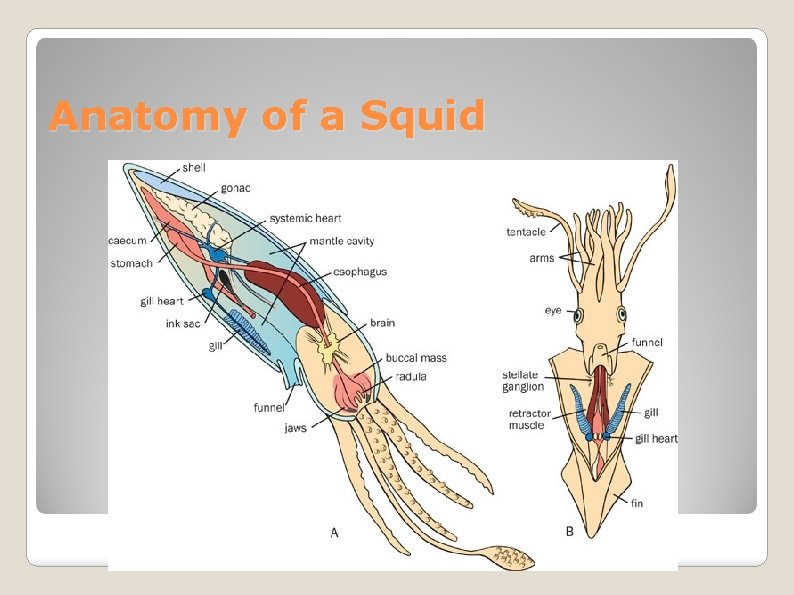 Anatomy of a Squid 