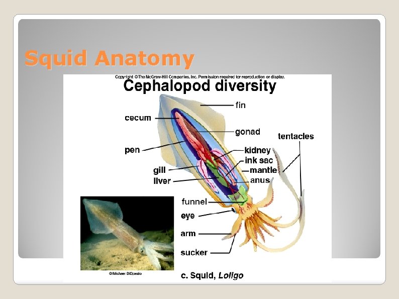 Squid Anatomy 