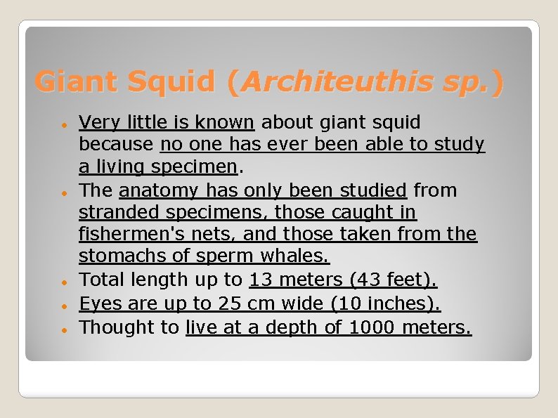 Giant Squid (Architeuthis sp. ) Very little is known about giant squid because no