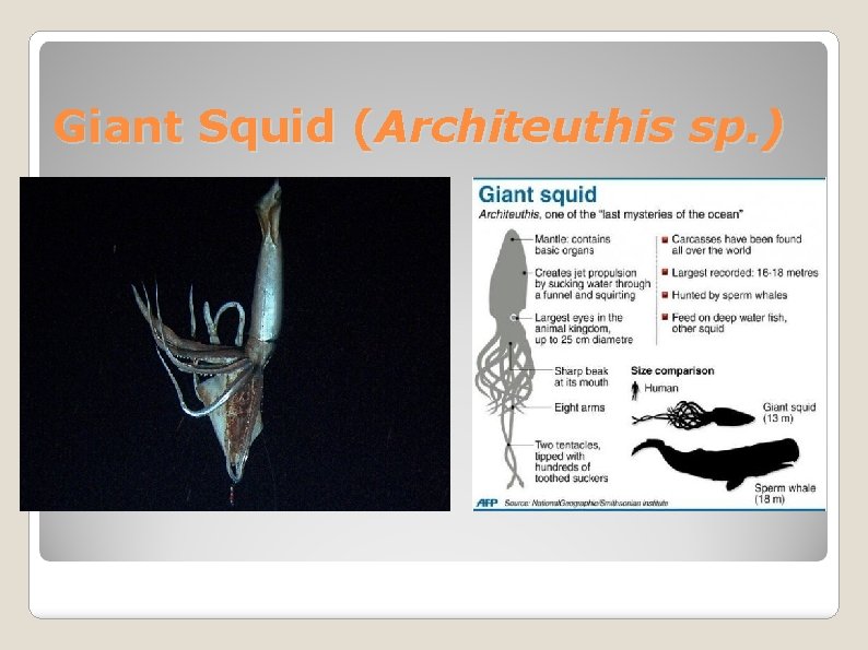Giant Squid (Architeuthis sp. ) 