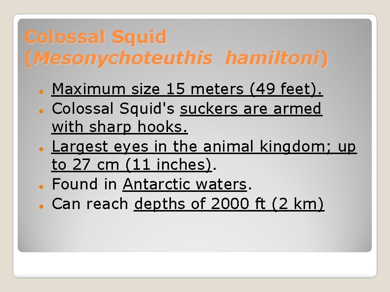 Colossal Squid (Mesonychoteuthis hamiltoni) Maximum size 15 meters (49 feet). Colossal Squid's suckers are