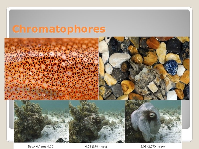 Chromatophores 