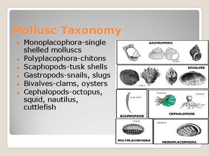 Mollusc Taxonomy Monoplacophora-single shelled molluscs Polyplacophora-chitons Scaphopods-tusk shells Gastropods-snails, slugs Bivalves-clams, oysters Cephalopods-octopus, squid,