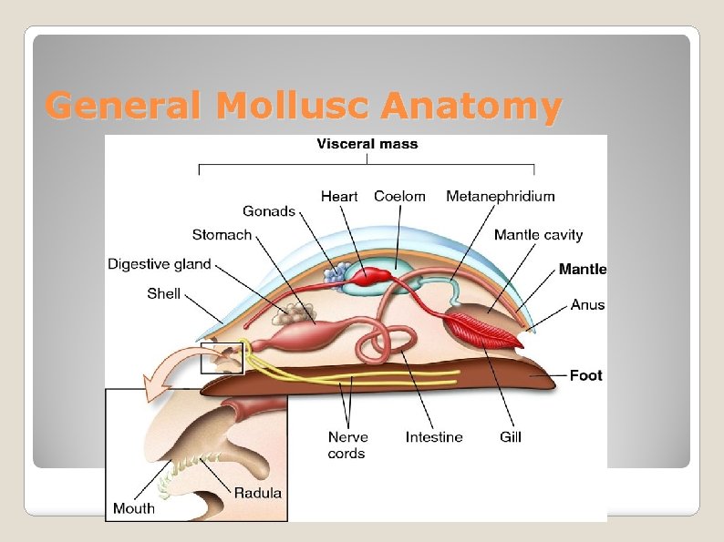 General Mollusc Anatomy 