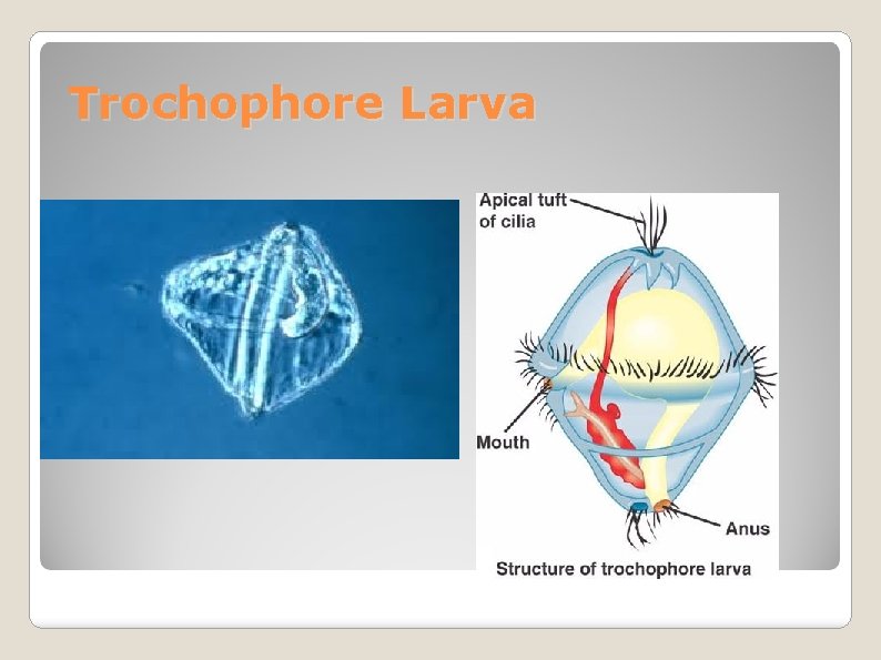 Trochophore Larva 