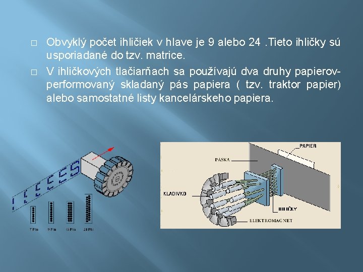 � � Obvyklý počet ihličiek v hlave je 9 alebo 24. Tieto ihličky sú