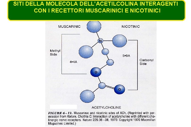 SITI DELLA MOLECOLA DELL’ACETILCOLINA INTERAGENTI CON I RECETTORI MUSCARINICI E NICOTINICI 