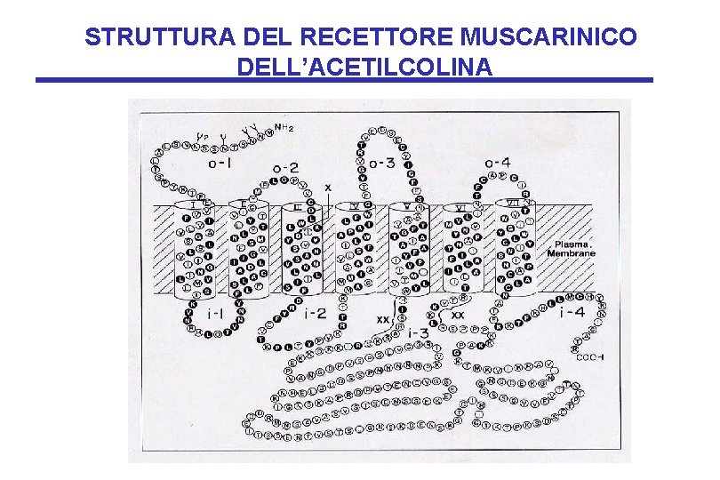 STRUTTURA DEL RECETTORE MUSCARINICO DELL’ACETILCOLINA 