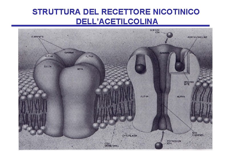 STRUTTURA DEL RECETTORE NICOTINICO DELL’ACETILCOLINA 