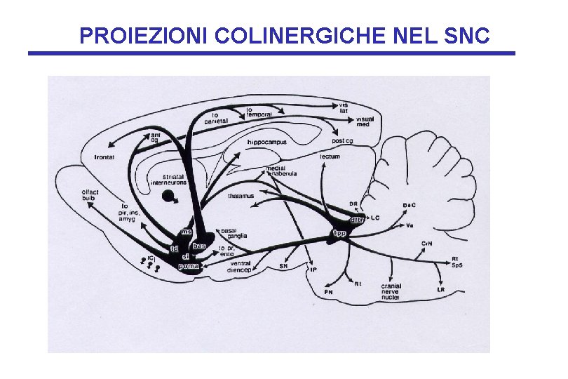 PROIEZIONI COLINERGICHE NEL SNC PROIEZIONI COLINERGICHE NEL SNC