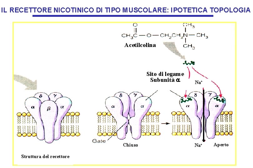 IL RECETTORE NICOTINICO DI TIPO MUSCOLARE: IPOTETICA TOPOLOGIA Acetilcolina Sito di legame Subunità a