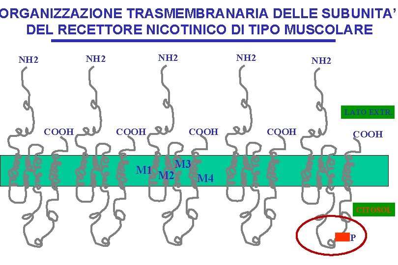 ORGANIZZAZIONE TRASMEMBRANARIA DELLE SUBUNITA’ DEL RECETTORE NICOTINICO DI TIPO MUSCOLARE NH 2 NH 2