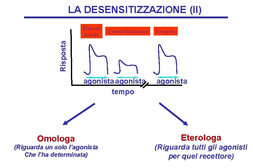 LA DESENSITIZZAZIONE (II) Desensibilizzazione Recupero Risposta iniziale agonista tempo Omologa (Riguarda un solo l’agonista