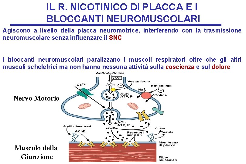 IL R. NICOTINICO DI PLACCA E I BLOCCANTI NEUROMUSCOLARI Agiscono a livello della placca