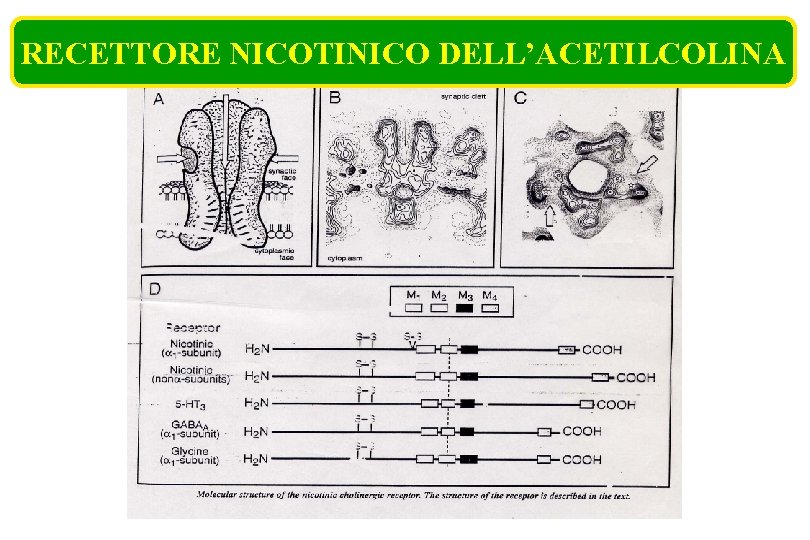 RECETTORE NICOTINICO DELL’ACETILCOLINA 