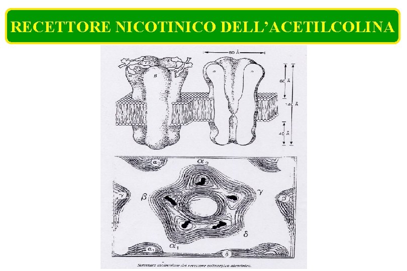 RECETTORE NICOTINICO DELL’ACETILCOLINA RECETTORE NICOTINICO DELL’ACETILCOLINA
