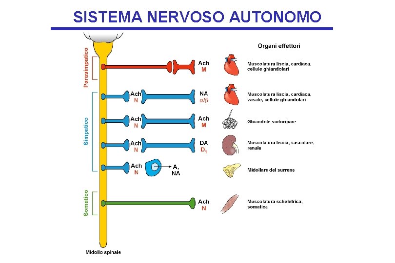 SISTEMA NERVOSO AUTONOMO 