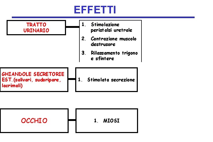 EFFETTI TRATTO URINARIO 1. Stimolazione peristalsi uretrale 2. Contrazione muscolo destrusore 3. Rilassamento trigono