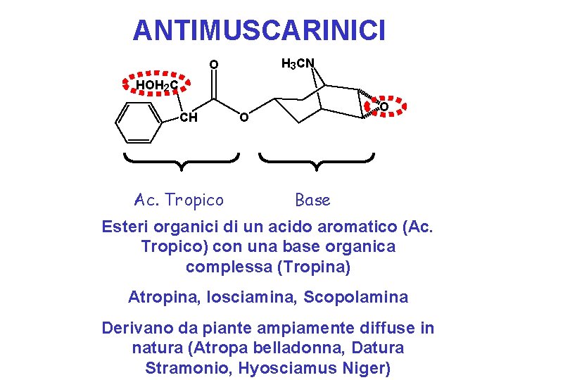 ANTIMUSCARINICI H 3 CN O HOH 2 C CH Ac. Tropico O O Base ANTIMUSCARINICI H 3 CN O HOH 2 C CH Ac. Tropico O O Base
