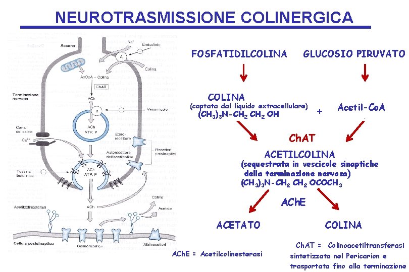 NEUROTRASMISSIONE COLINERGICA FOSFATIDILCOLINA GLUCOSIO PIRUVATO COLINA (captata dal liquido extracellulare) (CH 3)3 N-CH 2 NEUROTRASMISSIONE COLINERGICA FOSFATIDILCOLINA GLUCOSIO PIRUVATO COLINA (captata dal liquido extracellulare) (CH 3)3 N-CH 2