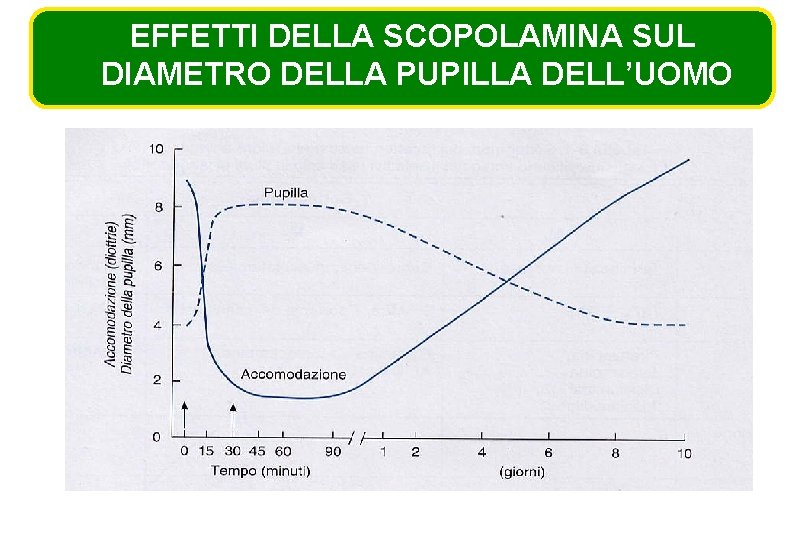 EFFETTI DELLA SCOPOLAMINA SUL DIAMETRO DELLA PUPILLA DELL’UOMO 