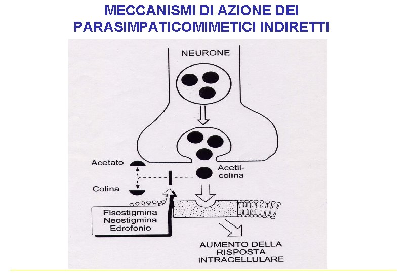 MECCANISMI DI AZIONE DEI PARASIMPATICOMIMETICI INDIRETTI MECCANISMI DI AZIONE DEI PARASIMPATICOMIMETICI INDIRETTI