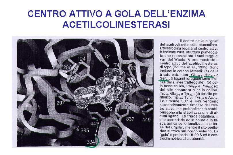 CENTRO ATTIVO A GOLA DELL’ENZIMA ACETILCOLINESTERASI 