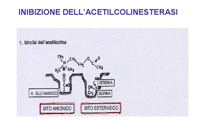 INIBIZIONE DELL’ACETILCOLINESTERASI 